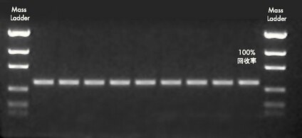 琼脂糖凝胶显示回收 500 bp PCR 产物的重现性，使用 MultiScreen PCR<sub>96</sub> 滤膜板。